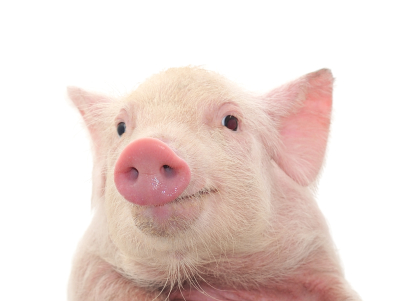 der innere schweinhund